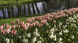 Pink Tulips and White Daffadils